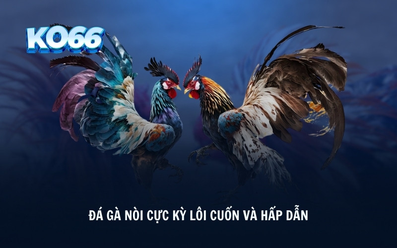 Đá gà nòi cực kỳ lôi cuốn và hấp dẫn