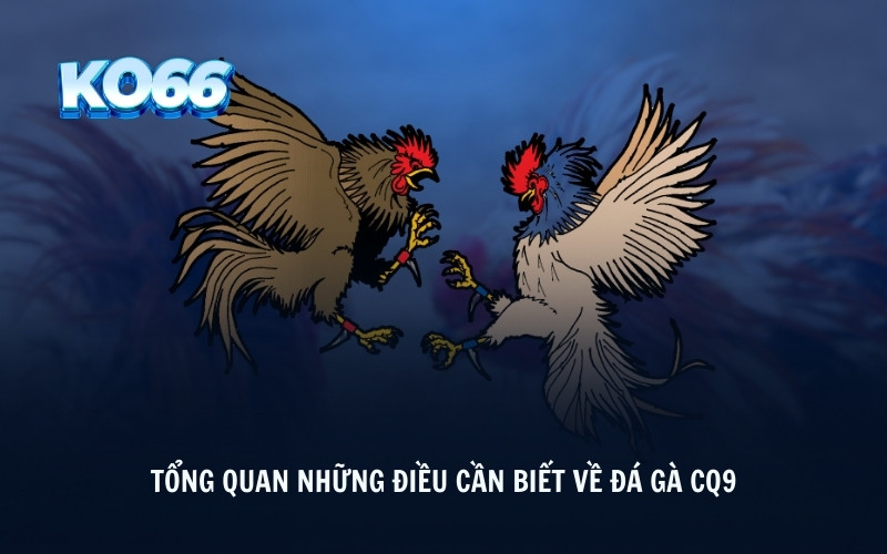 Tổng quan những điều cần biết về đá gà CQ9